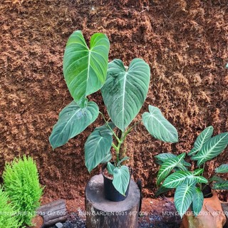 Philodendron Glorious