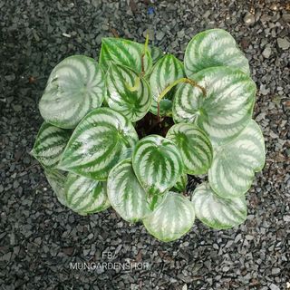 Lá Dưa Hấu | Peperomia Watermelon (hỏa tốc)