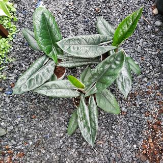 Môn Thanh Đao, Alocasia Scaprum