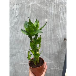 Cây Trúc Phát Tài 3 thân chậu mini