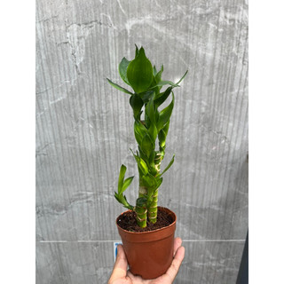 Cây Trúc Phát Tài 3 thân chậu mini