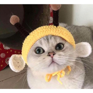 Mũ nón len handmade con ong cho chó mèo thú cưng xinh