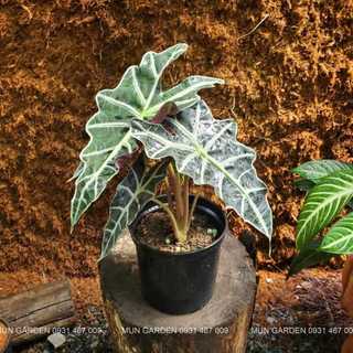 Alocasia Amazonica