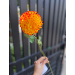 Cúc pingpong vải dạng cành