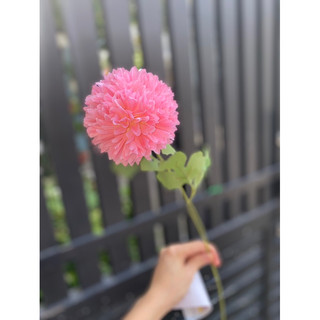 Cúc pingpong vải dạng cành