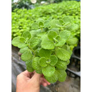 Cây Nhất Mạt Hương (sen thơm)