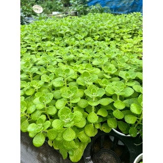 Cây Nhất Mạt Hương (sen thơm)