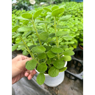 Cây Nhất Mạt Hương (sen thơm)