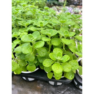 Cây Nhất Mạt Hương (sen thơm)