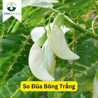 Hạt giống cây so đũa dễ trồng 24HSeed