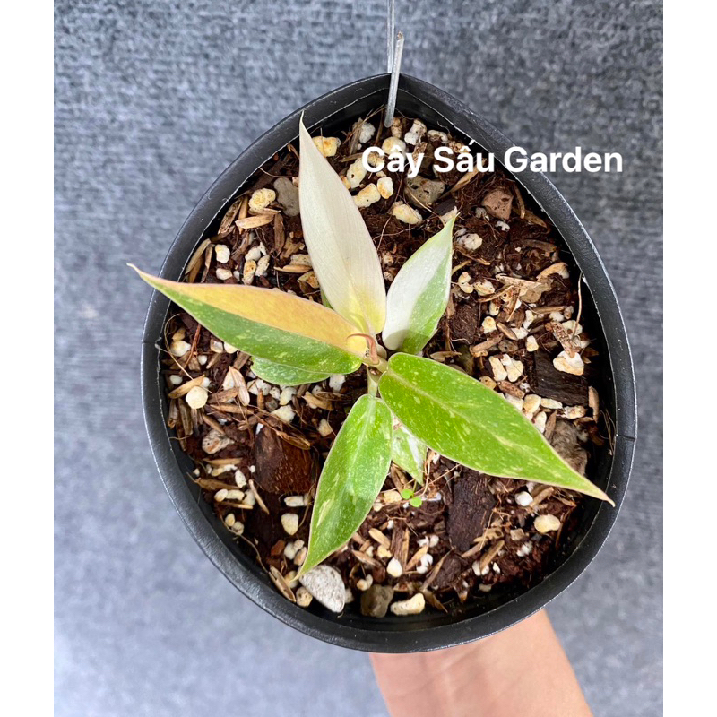 Cây Trầu Bà Cung đàn