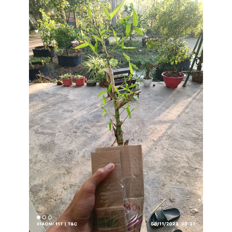 Trúc đùi gà tách bụi làm giống