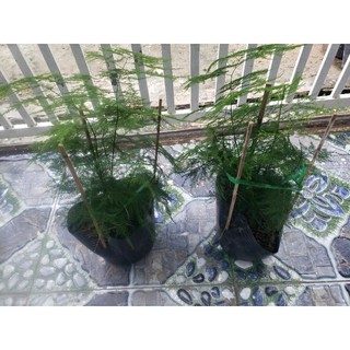 Cây Kim Thủy Tùng(tặng kèm phân bón)