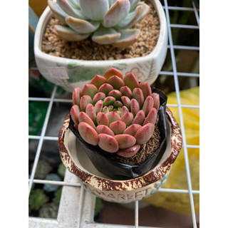 Sen Đá Ruby Size Bầu