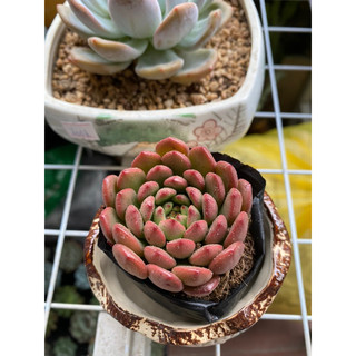 Sen Đá Ruby Size Bầu