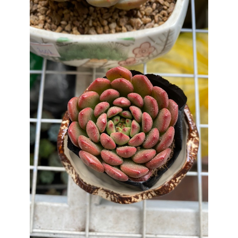 Sen Đá Ruby Size Bầu