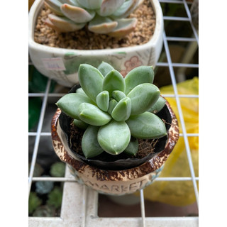 Sen Đá Kim Cương