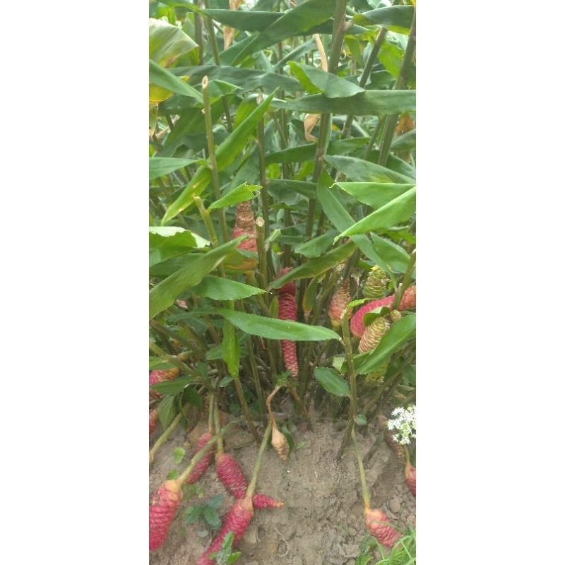 Cây giống Gừng gió