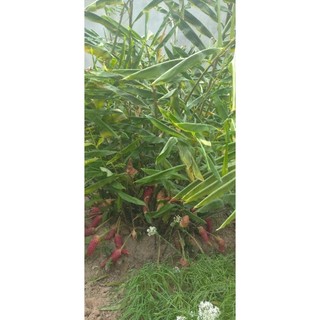 Cây giống Gừng gió (riềng gió, ngải xanh, cây mai gan riềng dại, gừng giềng)