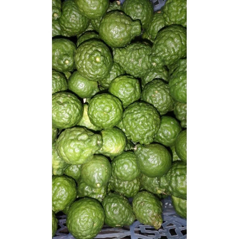 Combo 4 cây chúc  79k cây cao 20cm