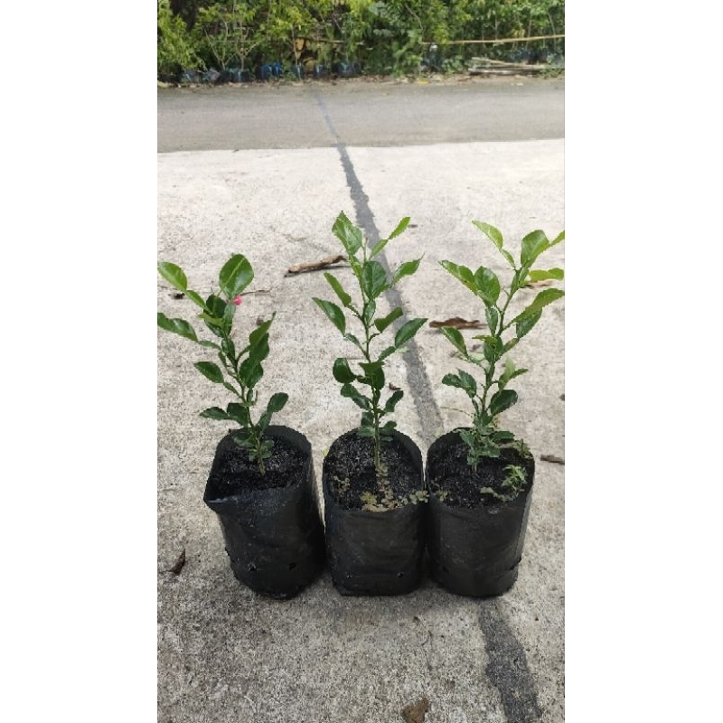 Combo 4 cây chúc  79k cây cao 20cm