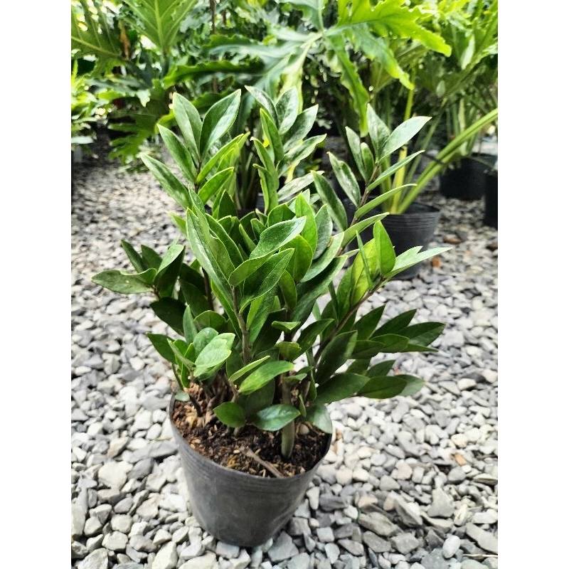 Cây kim tiền , cây kim phát tài