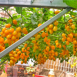 [Hạt giống Nhật Bản] Gói 5 hạt giống cà chua trái cây Canary chịu nhiệt siêu ngọt - tỷ lệ nảy mầm 95%