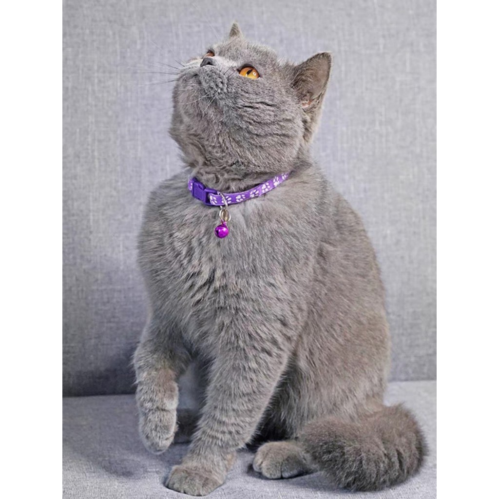 Vòng cổ chó mèo, thú cưng