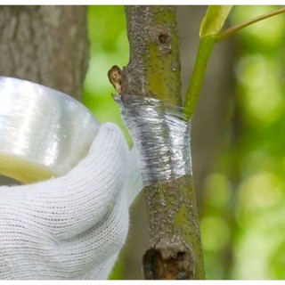 Cuộn băng ghép cây tự hủy 3cm