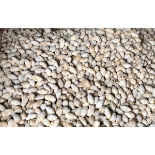 Trạch Tả Nguyên Củ [1kg]