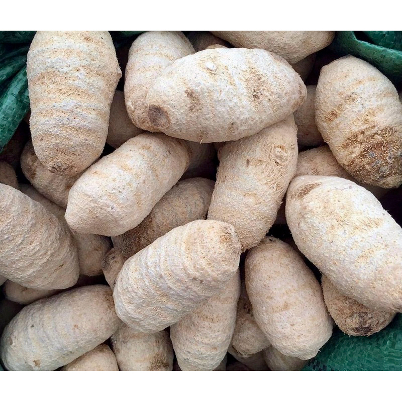 Trạch Tả Nguyên Củ [1kg]