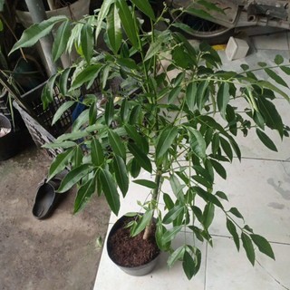Cây Cóc Thái lùn, cây đang bông hoặc sắp bông