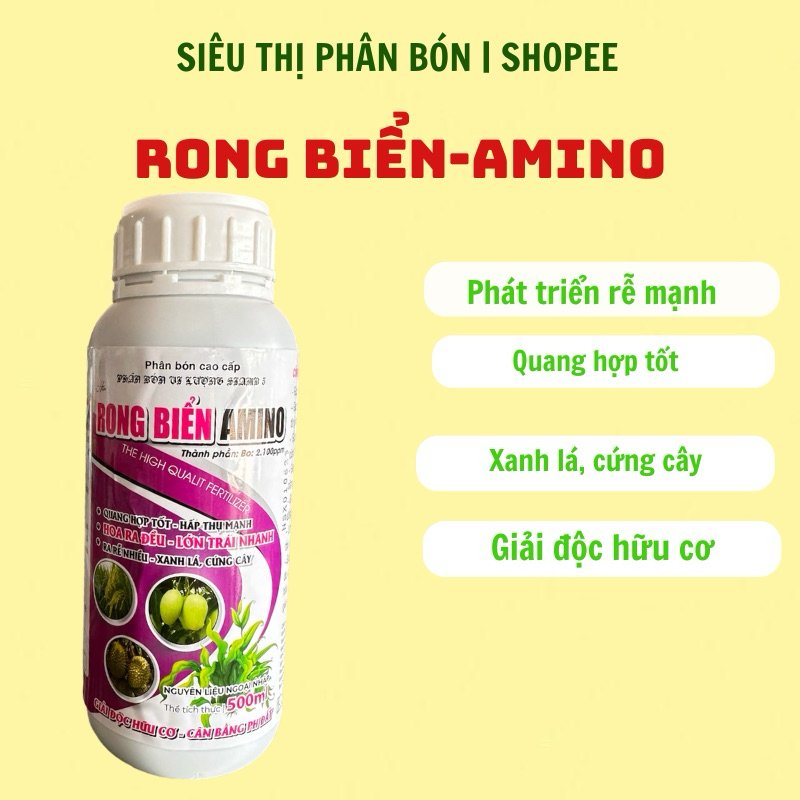 RONG BIỂN-AMINO