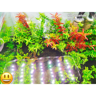 Đèn led cho bể thuỷ sinh mini DEYAO - CF 02