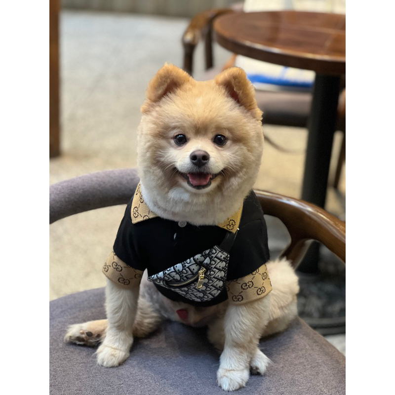 Áo thun hiệu Gucci cho pet