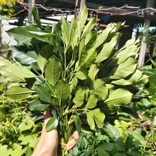 Combo 10 nhánh lá Nguyệt Quế Thái để cắm hoa