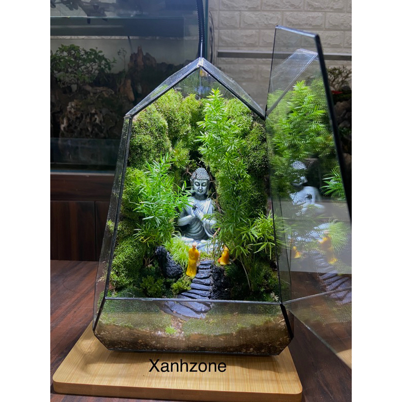 Cây thiên môn tùng set hồ bán cạn, non bộ, terrarium