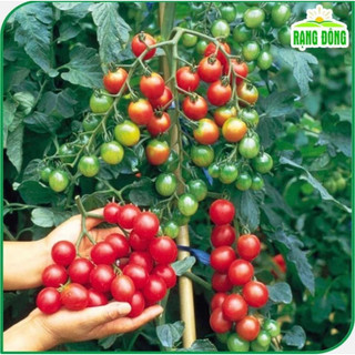 Hạt giống cà chua cherry đỏ