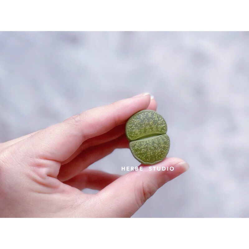 Sen mông - LITHOPS LESLIEI