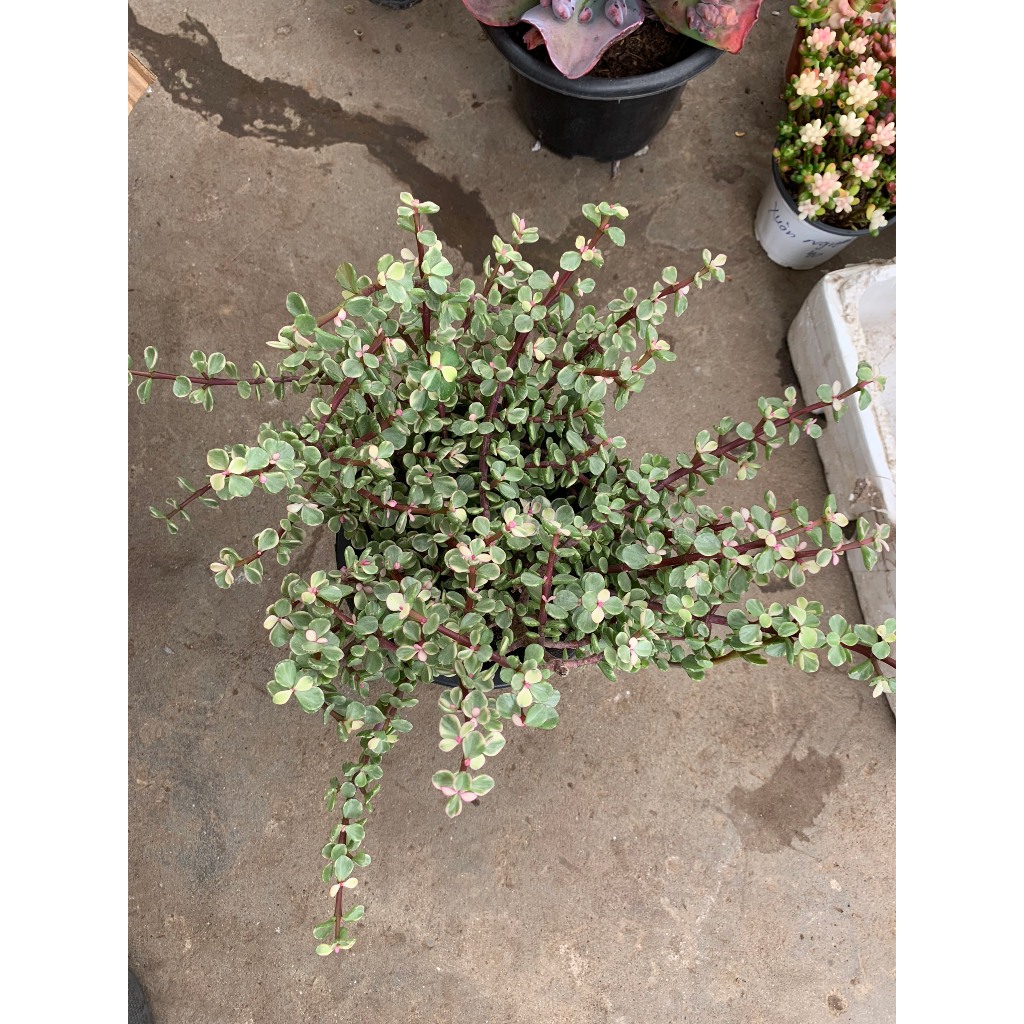 Sen đá đô la 1 gốc