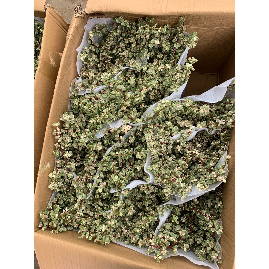 Sen đá đô la 1 gốc