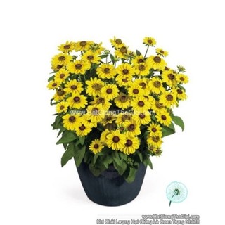 50h hạt giống hoa cúc xòe lùn toto lemon