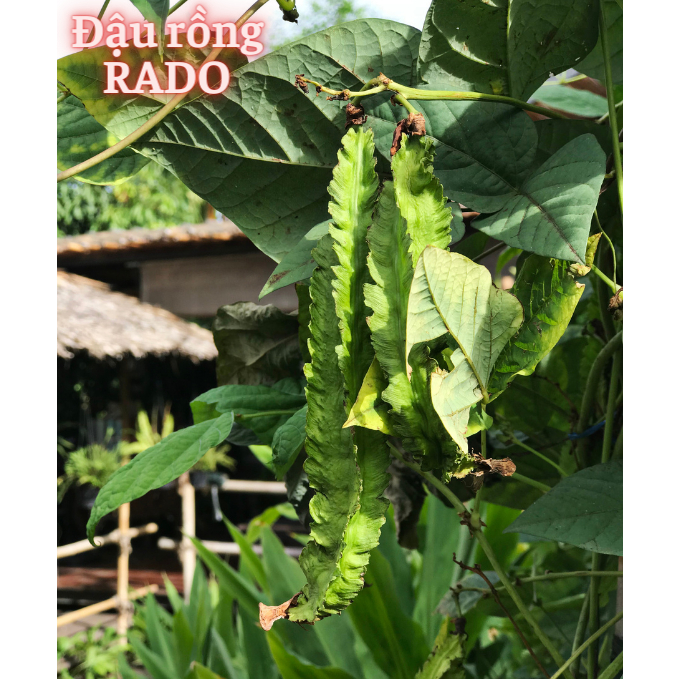 Hạt Giống Các Loại Họ Đậu RADO Sinh Trưởng Mạnh, Trồng Quanh Năm, Hạt Giống Trồng Chậu - Hạt Giống Rau Củ Quả Rạng Đông