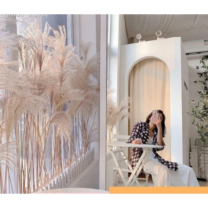 cỏ lau khô xù 10 cây dài 1m