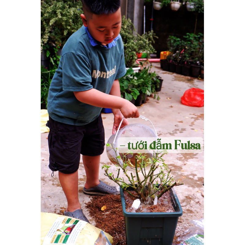 HỒNG TREE POOH GARDENING