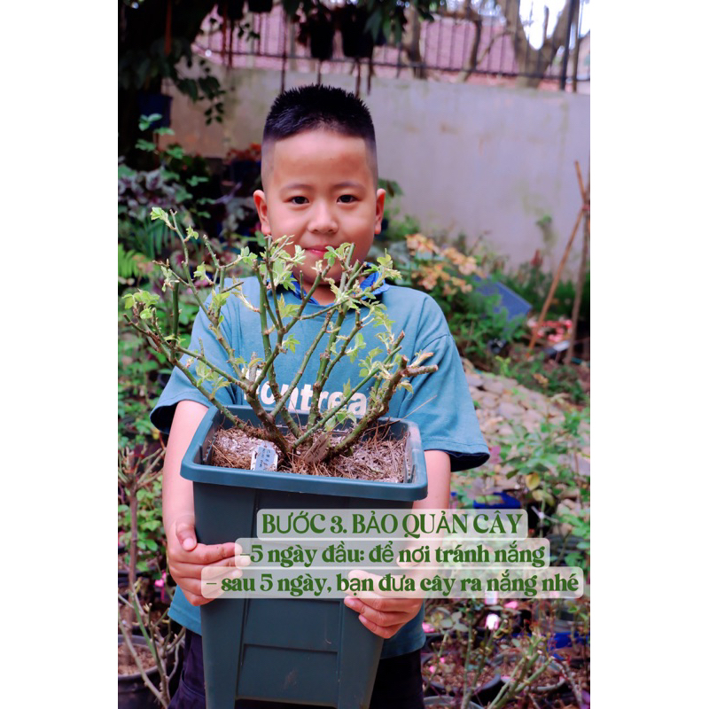 HỒNG TREE POOH GARDENING