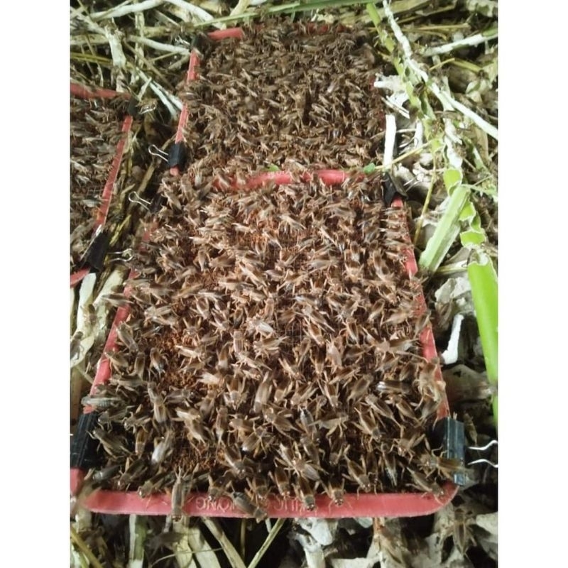 TRỨNG DẾ MÈN  THÁI VÀNG