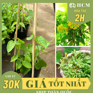 Giống cây hoa thiên lý, hoa thơm, cây leo giàn ,, hoa giống cảnh sân vườn, ban công, dễ trồng giá rẻ