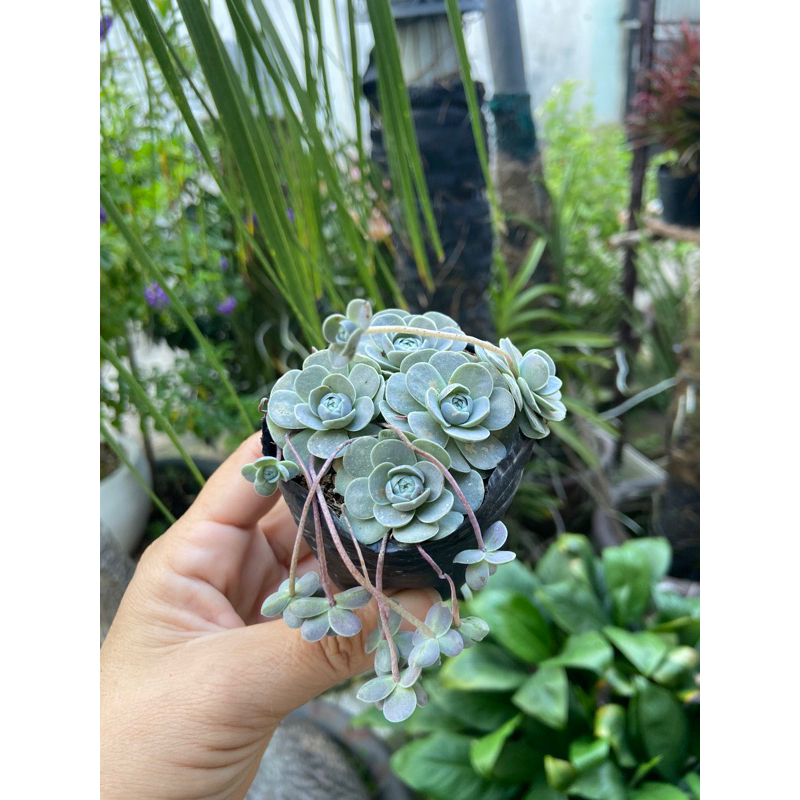 Sen dù bung size nhỏ
