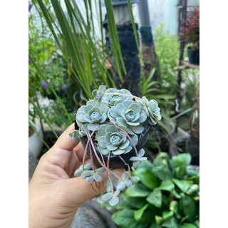 Sen dù bung size nhỏ
